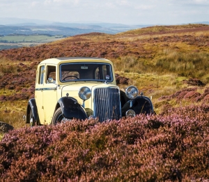 Primrose in the heather